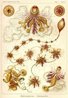 Siphonophorae - Scheiben-Strahlinge - Heliodiscus Fine Art Print
