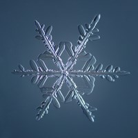 Stellar Dendrite Snowflake 005.2.16.2014 Fine Art Print