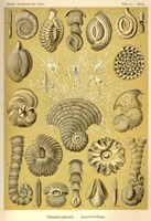 Talamophora Fine Art Print