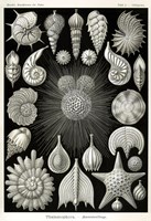 Thalamophora Fine Art Print