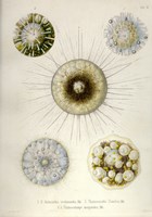 Thalassicollida Fine Art Print