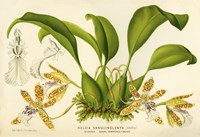 The Blood-Stained Helcia Fine Art Print