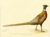 The Mongolian or Ring-Necked Pheasant Fine Art Print