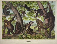The Monkeys Fine Art Print