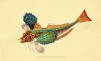 The Natural History of British Fishes - Plate 1 Fine Art Print