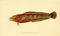 The Natural History of British Fishes - Plate 2 Fine Art Print