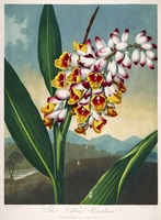 The Nodding Renealmia Fine Art Print