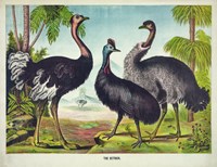 The Ostrich Fine Art Print