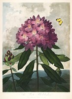 The Pontic Rhododendron Fine Art Print