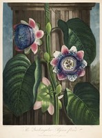 The Quadrangular Passion-Flower Fine Art Print