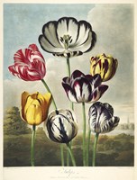 Tulips from the The Temple of Flora Fine Art Print