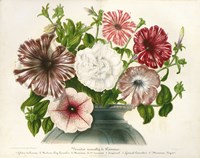 Varietes Nouvelles de Petunias Fine Art Print