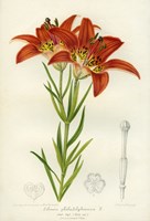 Western Red Lily Fine Art Print