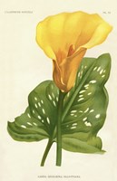 Yellow Canna Lily Fine Art Print