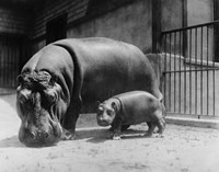 Adult and Baby Hippopotamus by Print Collection - various sizes, FulcrumGallery.com brand
