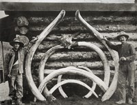 Ancient Bones of Mastodons Fine Art Print
