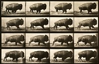 Buffalo Running, Animal Locomotion Plate 700 Fine Art Print