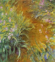 The Path through the Irises Fine Art Print