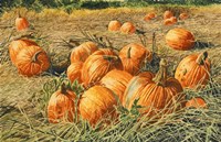 Pumpkin Harvest by Michael Davidoff - various sizes