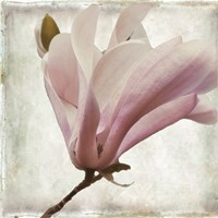 Petal Purity I Fine Art Print