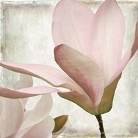 Petal Purity II Fine Art Print