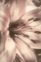 Alabaster Pink Framed Print