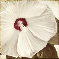 Alabaster Hibiscus Framed Print