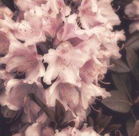 Antique Pink Fine Art Print