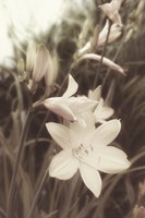 Day Lillies Fine Art Print