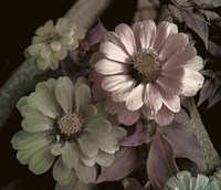 Delicato Fine Art Print