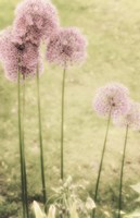 Forgotten Summer Fine Art Print