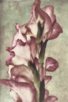 Gladiola by Mindy Sommers - various sizes