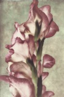 Gladiola Fine Art Print