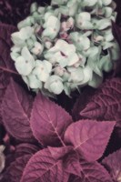 Hydrangea Fine Art Print