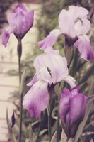 Irises Fine Art Print