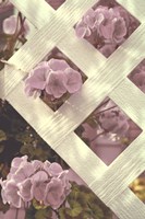 Lattice Fine Art Print