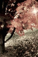 October Ginger Fine Art Print