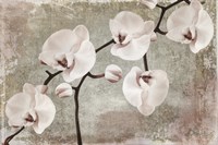 Orchids Fine Art Print