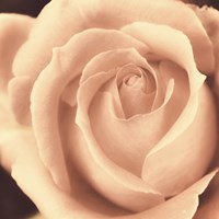 Peach Rose Framed Print