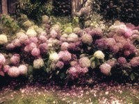 Diamond Pink Fine Art Print