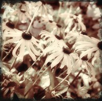 To the Sun Fine Art Print