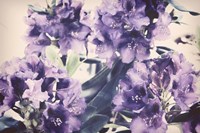 Violet Remembers Fine Art Print