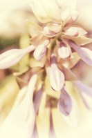 Whispers and Wantings Fine Art Print