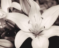White Stargazer Fine Art Print