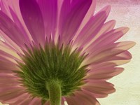 pink daisy Fine Art Print