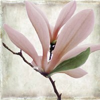 Petal Purity III Fine Art Print