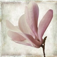 Petal Purity IV Fine Art Print