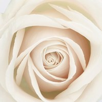 Dawn Rose Fine Art Print