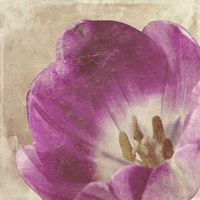 Buttercream Tulip 1 Fine Art Print