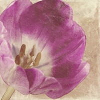 Buttercream Tulip 1I Fine Art Print
